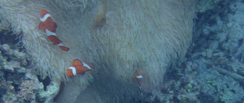 �_�C�G�b�g�����̓T�|�[�g�b���y�f�T�v���I�y�܂��邢�{���y�f�z
���T�C�g